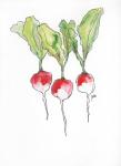 Radishes