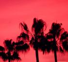 Neon Palm Trees III