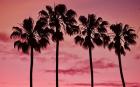 Pink Palms