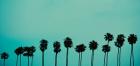 Palms in Color
