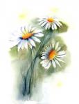 Daisies