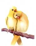 Yellow Parakeets