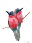 Red Bird Buddies