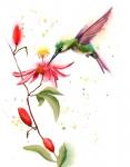 Humming Bird II