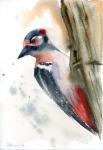 Woodpecker