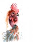 Rooster