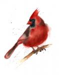 Cardinal