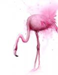 Flamingo II