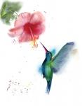 Hummingbird II