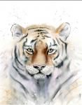 Tiger III