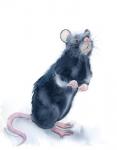 Rat