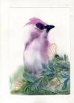 Purple Bird