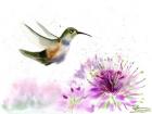 Hummingbird