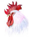 Rooster