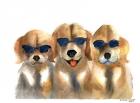 Dogs in Glasses