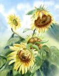 Sunflowers