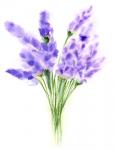 Purple Flowers IV