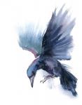 Crow I