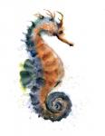 Seahorse I