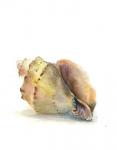 Shell II