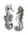 Seahorse Pair