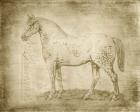 Horse Anatomy 101