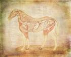 Horse Anatomy 201