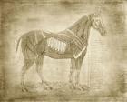 Horse Anatomy 401