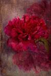 Tapestry Rose