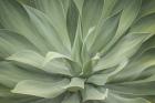 Elegant Agave