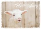 Hello Spring Lamb
