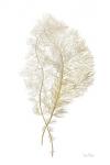 Fern Algae Gold on White