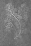 Fern Algae Silver on Black 2