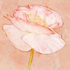 Sweet Peach Poppy I