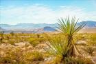 Utah Desert Yucca