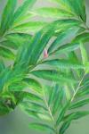 Tropical Leaves IV