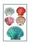 Seashell Collection I