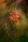 Snapdragon Twilight II