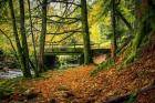 Black Forest River Bridge