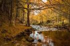 Black Forest River