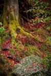 Along the Forest Path