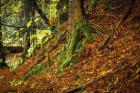Ancient Trees