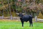 Black Steer