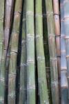 Bamboo Fence