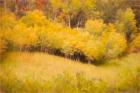 Fall Thicket