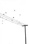 Birds on a Wire