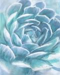 Aqua Succulent