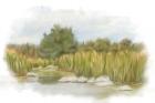 Marshy Wetlands I