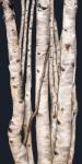 Birch Tree I