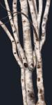 Birch Tree II